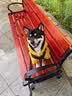 皇家狗粮 柴犬幼犬狗粮 犬粮 宠物小型犬 SIJ29 全价犬粮 2-10月 3KG 实拍图