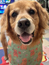 皇家狗粮老年成犬狗粮犬粮宠物大型犬SGR26全价犬粮≥5岁15KG 实拍图