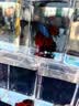 倍思20W氮化镓苹果充电器套装适用苹果15-17含100W数据线2米苹果17充电线iPhone快充PD插头 黑 实拍图