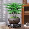花行榜文竹盆栽绿植物室内客厅中式禅意盆景办公室摆件高端花卉源头直发 实拍图