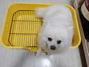 HELLOJOY狗厕所中型小型犬专用防踩屎便盆尿尿盆非不锈钢大小便神器狗砂盆 实拍图