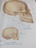 人体解剖彩色图谱 第3三版郭光文人卫版系统局部运动断层基础奈特人体解剖学彩色图谱解刨学奈特系列教材 现货 实拍图