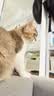 皇家猫粮 成猫猫粮 营养均衡 F32 通用粮 1-7岁 2KG 实拍图