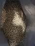 皇家猫粮 绝育成猫粮 SA37 通用粮 1-7岁 2KG 实拍图