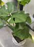 雅致40-50cm龟背竹花卉盆栽客厅绿植室内好养办公室桌面摆件源头直发 实拍图