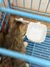 pidan猫砂 纯豆腐猫砂2.4kg*4包强力吸臭不易带出 可冲厕所非膨润土砂 实拍图