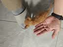 麦德氏猫咪专用羊奶粉200g 幼猫奶粉成猫羊奶粉新生猫咪宠物羊奶粉 猫咪专用羊奶粉 实拍图