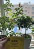 史丹利（STANLEY）吡虫啉杀虫剂小白药花药花卉植物通用蚧壳虫介壳虫专用粉剂50g 实拍图