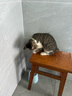 欢宠网猫咪驱虫项圈狗狗猫宠物狗猫圈除跳蚤猫猫幼猫小猫小狗体外去跳蚤 实拍图