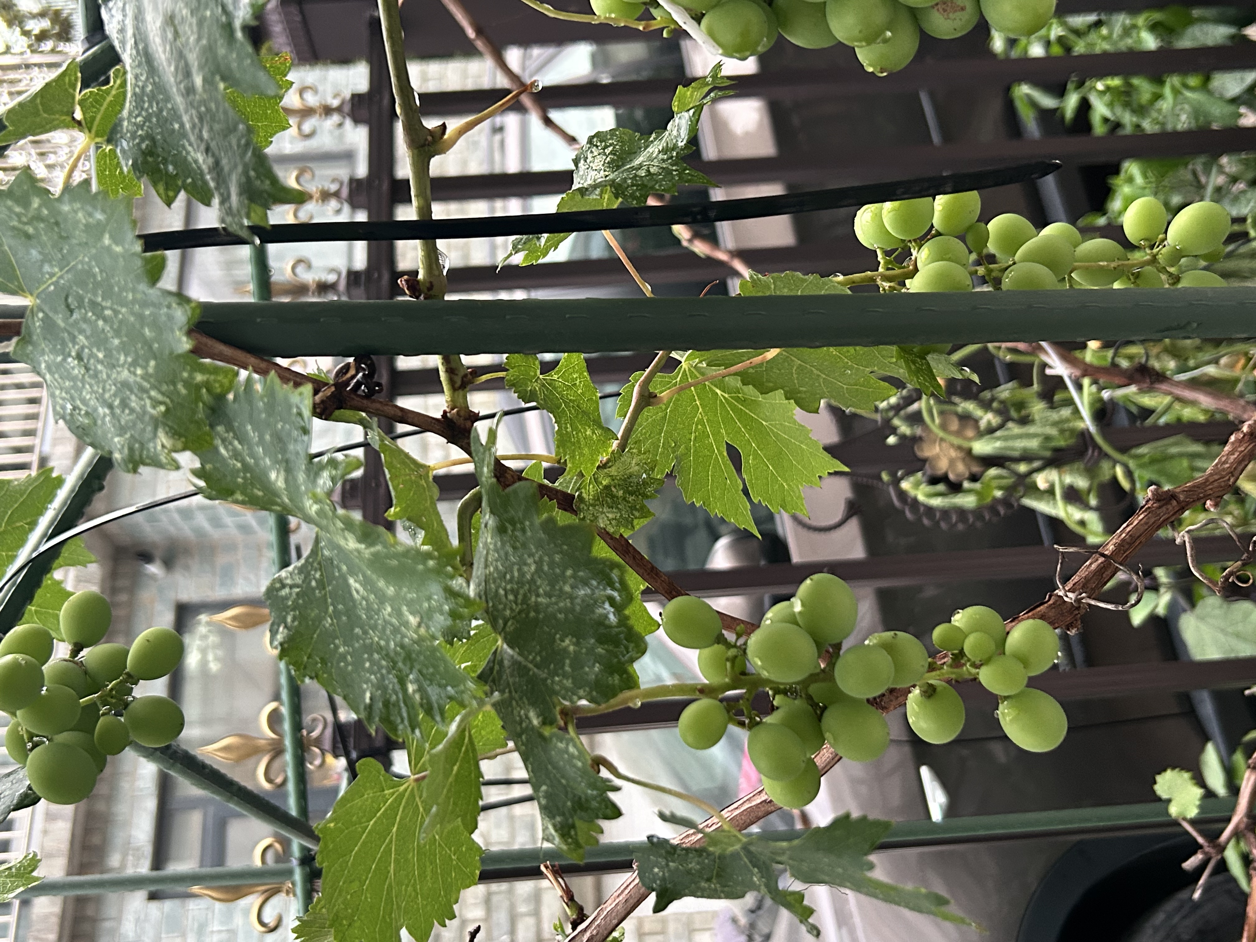 松下空调【外机1.5排纯铜管】挂机松之舞1.5匹一级能效变频冷暖省电独立除湿自清洁健康风HZ35K410Q 实拍图