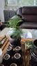 文竹盆栽绿植花卉盆景植物室内客厅水培文松云竹文竹大苗四季常青 文竹+舍得陶瓷盆+塑料圆底托 高度15-25cm 实拍图