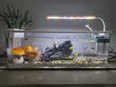 阔庭（KUOTING）鱼缸水族箱客厅桌面生态造景家用带灯制氧过滤鱼缸白色【超大号】 实拍图