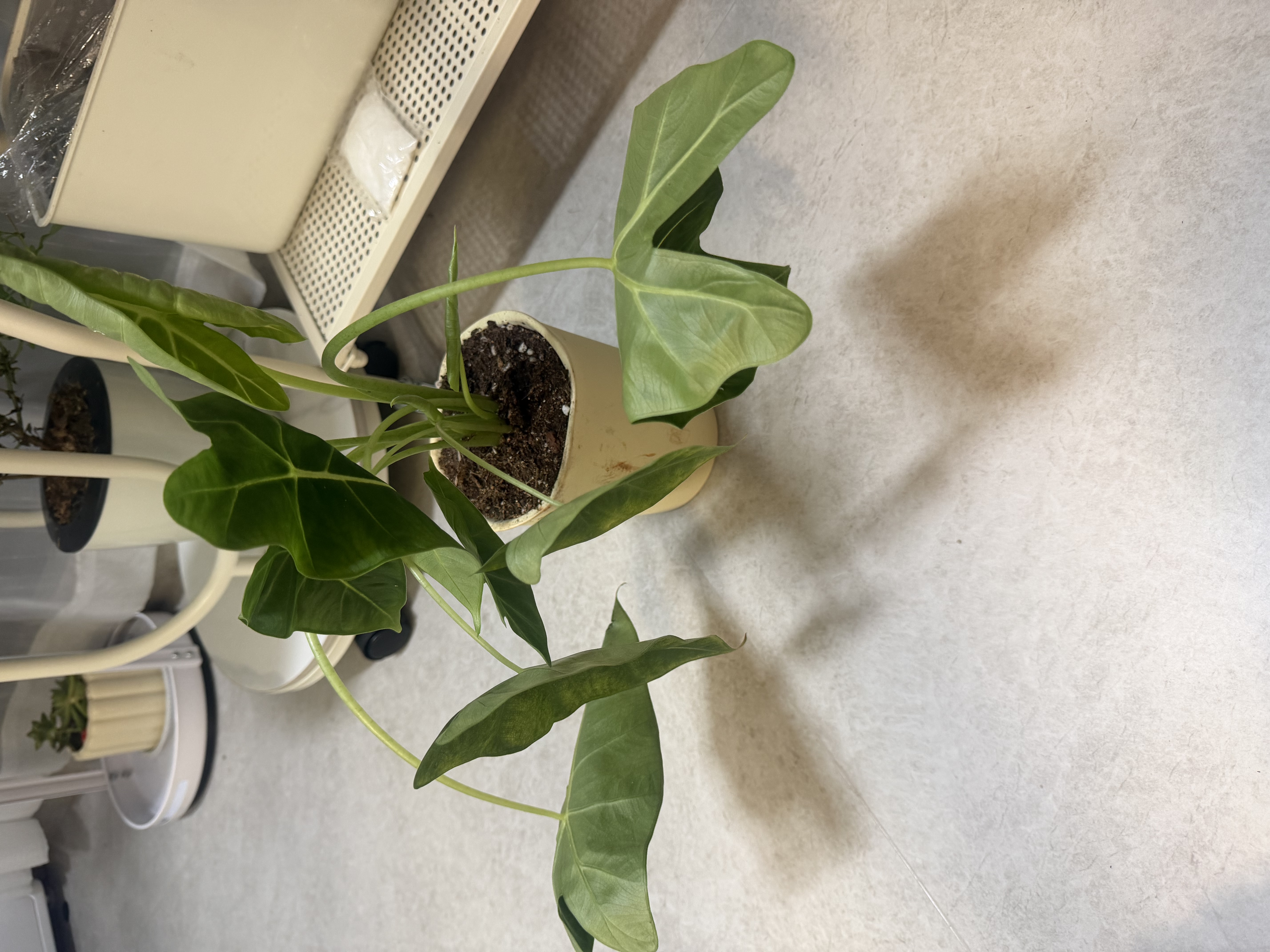 德沃多花盆加厚圆形垫片透气防烂根种植多肉养花盆防漏土透气网垫 实拍图
