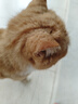 Orijen渴望猫粮 成猫幼猫粮 全价通用无谷原味鸡肉进口5.4kg效期26/12 实拍图