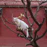 雷米高（RAMICAL）澳丽得 猫粮蓝猫英短主粮幼猫成猫海洋鱼味全价猫粮试吃500g 1斤 实拍图