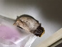 京鲜生 富平流心柿饼 净重1斤 约12-14粒  生鲜水果礼盒 实拍图