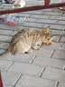 弗列加特猫粮 全价鲜肉天然粮 肠道养护配方 成猫粮乳鸽味2kg【宠物金选】 实拍图