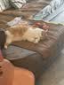 妙多乐猫粮成猫10kg 全价猫粮均衡营养大蓝袋 实拍图