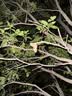 法雷曼儿童安全座椅0-12岁汽车用360度旋转i-Size认证婴儿宝宝通风散热 银河灰（(i-Size全阶认证)遮阳棚 实拍图
