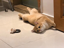 贵为（GiGwi）逗猫玩具木天蓼呼啦圈狐狸磨牙幼猫猫咪自嗨解闷响纸发声逗猫棒 实拍图