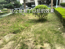 科迈克电动充电式割草机家用手持打草机锂电草坪机割灌机农用除草续航强 旗舰6寸款(10节电芯2电池1充) 实拍图