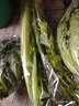 有机绿豆芽200g 实拍图
