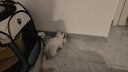 憨憨乐园猫碗陶瓷猫粮双碗斜口狗碗狗盆狗粮宠物幼猫咪吃饭食盆喝水喂食 实拍图