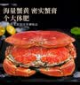 东上御品 英国 熟冻面包蟹净重600-800g/只 共1只 黄金蟹黄海鲜水产-源头直发 实拍图