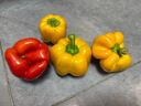 彩椒五彩甜椒水果圆椒不辣太空椒灯笼椒新鲜可即食减脂蔬菜 山东彩椒红+黄1斤净重 实拍图