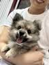 皇家狗粮幼犬成长礼盒（幼犬粮 800g+成犬粮 50g*5）小型犬 泰迪 贵宾 实拍图