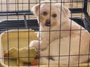 疯狂小狗宠物狗狗零食磨牙棒泰迪金毛幼犬成犬洁齿耐咬 混合味220g 实拍图