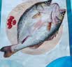 仙泉湖三去尖吻海鲈鱼1斤单条冷冻净膛金目鲈肉厚海鲜水产生鲜食材 实拍图