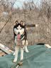 心粮狗粮中大型成犬粮15kg金毛柴犬边牧拉布拉多通用 牛肉味15kg【增肌壮骨】 实拍图