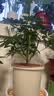 九千谷 花盆塑料加厚 欧式简约绿植盆栽四季花盆 米色3号2个装7178 实拍图