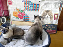 冠能猫粮成猫猫粮三文鱼味7kg 全价猫粮 稳固免疫 适口性强 实拍图