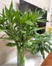 苏沥富贵竹水培植物绿植室内盆栽客厅招财粗杆带根水养节节高特级竹子 富贵竹 【买10送10】特级富贵竹65-76cm【20颗】 实拍图