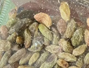 问君【超大树上黄】 新疆特产吐鲁番葡萄干358*2无核白免洗休闲零食 实拍图