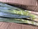 山东大葱新鲜9斤装甜葱铁杆大葱非章丘长白毛葱蘸酱嫩葱批发便宜 山东铁杆大葱-带脏皮去半叶【带箱5斤净重4.5斤装】 实拍图
