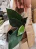 特价大叶金钻绿公主盆栽植物除甲醛绿植办公室四季常青室内摆放2 【1盆】金钻+基地原盆 含盆高度15-20厘米 实拍图
