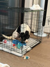宠乐乖（CHONGLEGUAI）狗笼猫笼狗笼子中小型犬带厕所幼犬折叠便携猫笼子猫咪兔笼700ZG 实拍图