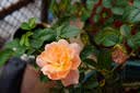 永诺YN50mm F1.8S 索尼E口标准定焦镜头 适用于ZVE10 A6000等索尼相机 黑壳 新品 实拍图