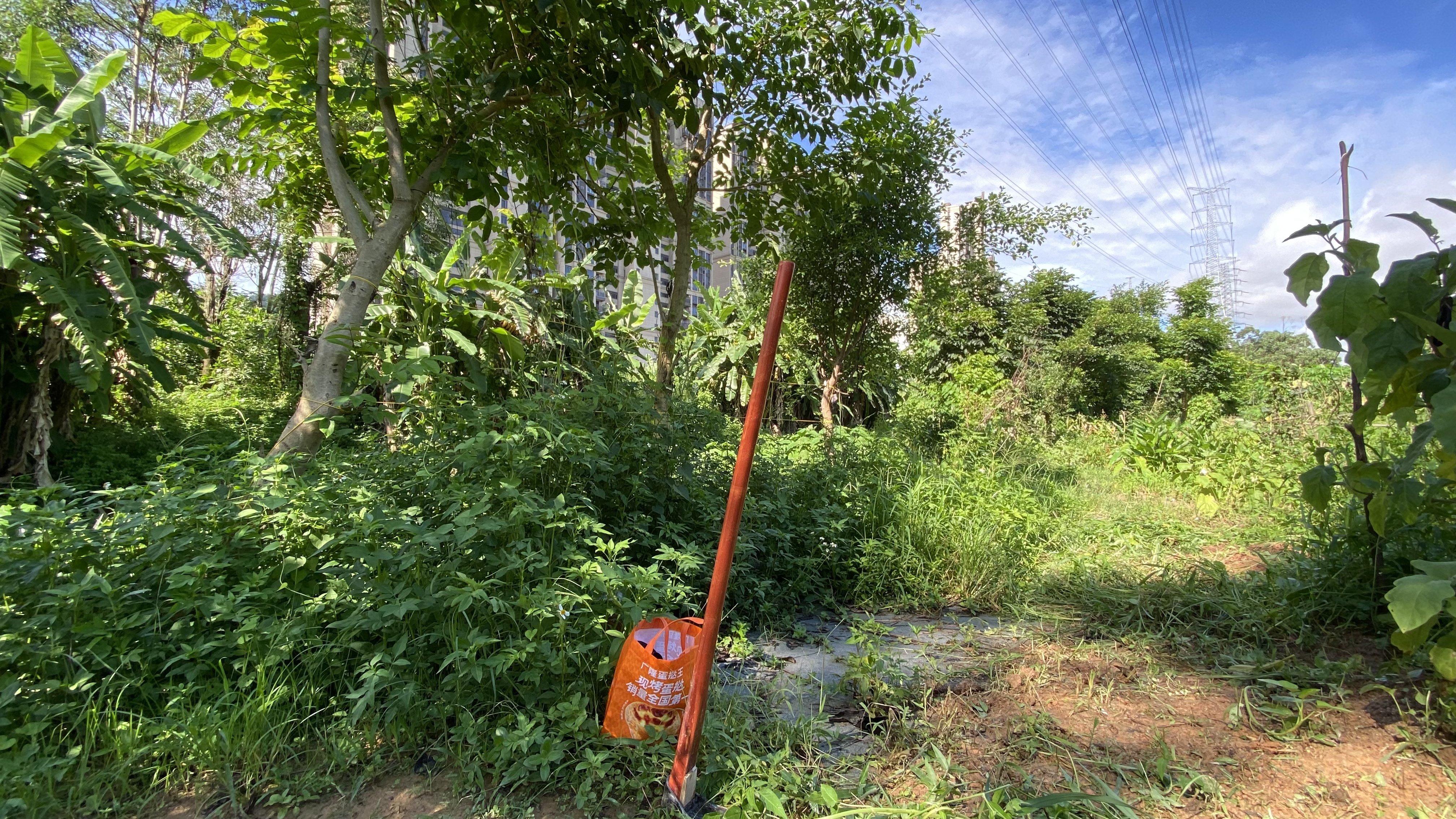 福利达种菜家用锄头挖地开荒锰钢农具农用工具种地老式镢头刨挖冬笋小条 实拍图