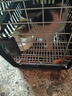 腆宠宠物航空箱小号 猫咪航空箱猫狗 猫包猫笼外出车载猫箱狗狗托运 实拍图