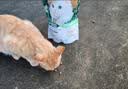 宝诺滋猫粮全价全期无谷猫粮成猫幼猫专用猫粮高蛋白鲜肉粮赠猫粮试用装 【限量抢购】试吃装50g*5袋 实拍图