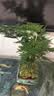 花行榜文竹盆栽绿植物室内客厅中式禅意盆景办公室摆件高端花卉源头直发 实拍图