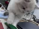 狼孩儿幼猫成猫猫粮深海鱼三文鱼全猫期布偶蓝猫英短猫咪全价粮 海洋鱼猫粮10kg(20斤) 实拍图