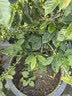 得宝（TEMPO）Velvet臻享天鹅绒软抽 4层60抽*8包/提 真M码纸巾 餐巾纸 面巾纸  实拍图