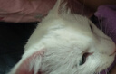 皇家猫粮 成猫猫粮 营养均衡 F32 通用粮 1-7岁 4.5kg*2 实拍图