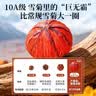 福东海10A野生昆仑雪菊胎菊200克 正宗【特优级新疆】天山雪菊花茶 实拍图