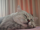 诚实一口P40全价猫粮 成猫幼猫80%高鲜肉长肉养胃鸡鱼味【尝鲜试吃装40g】 实拍图